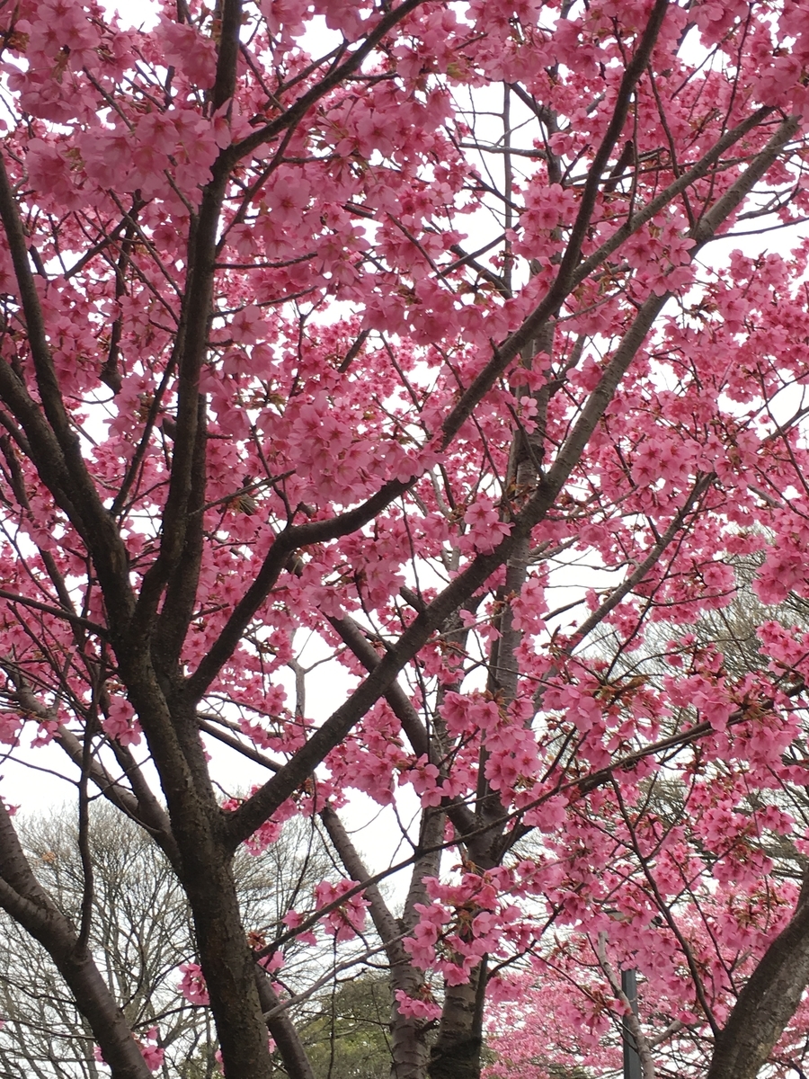 f:id:macaronblog:20190330201920j:plain