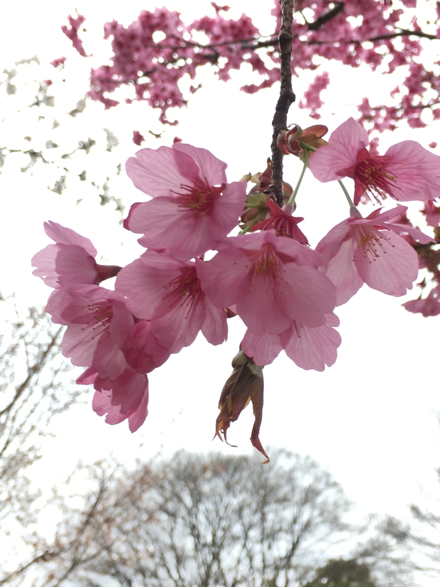 f:id:macaronblog:20190330201942j:plain