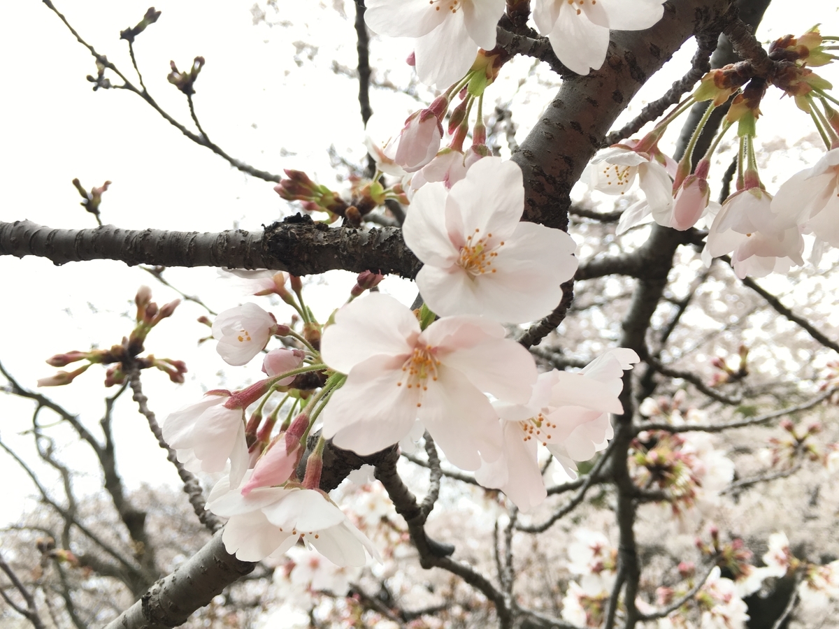 f:id:macaronblog:20190330202029j:plain