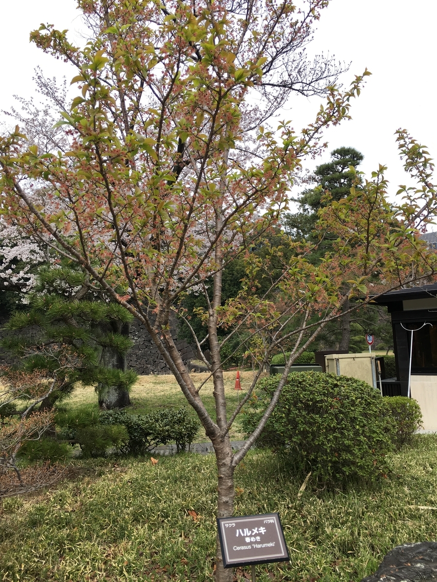 f:id:macaronblog:20190330214341j:plain
