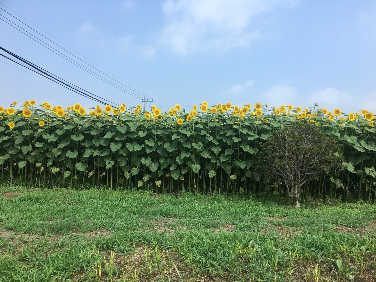f:id:macaronblog:20190804201908j:plain