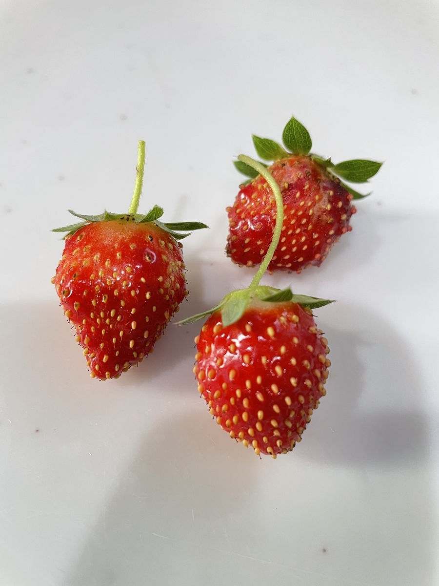f:id:macaronblog:20210731215710j:plain