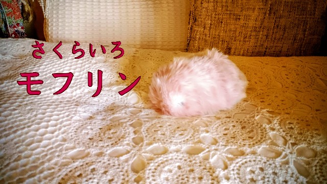 f:id:macaronchouchou:20260925084642j:image