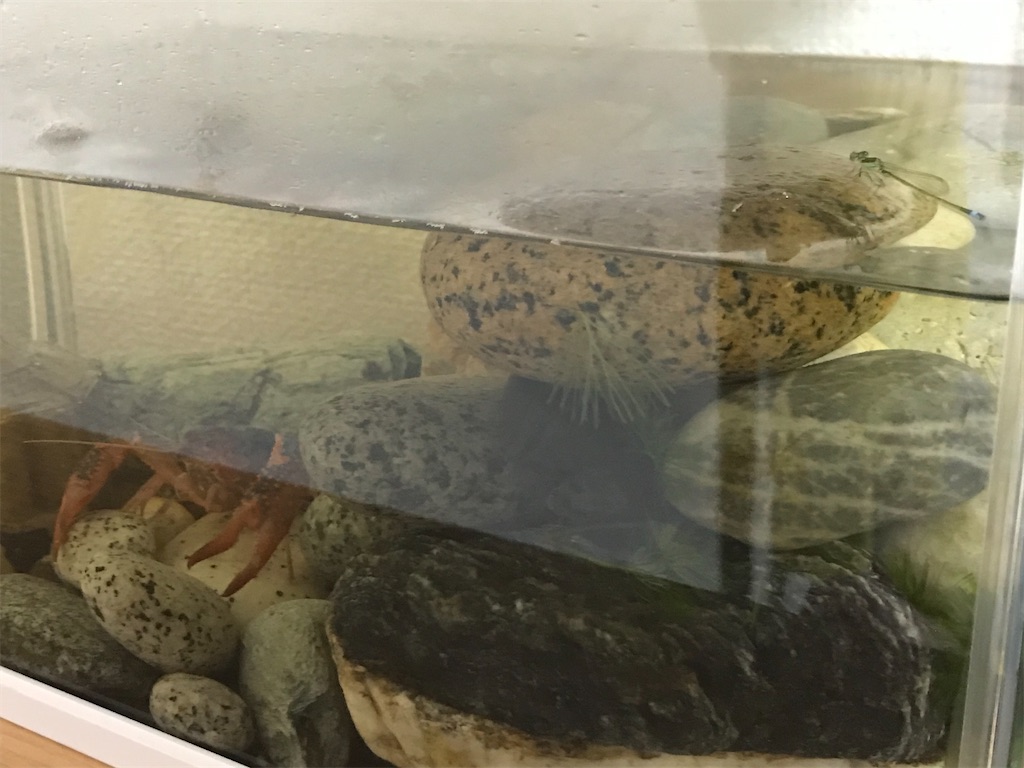 イトトンボ ヤゴ ハンドメイド アパタイト ラピスラズリ ピアス Minne R Made あーるめいど Mariko S Blog