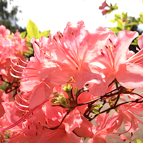 f:id:macchauno:20150523201802j:plain