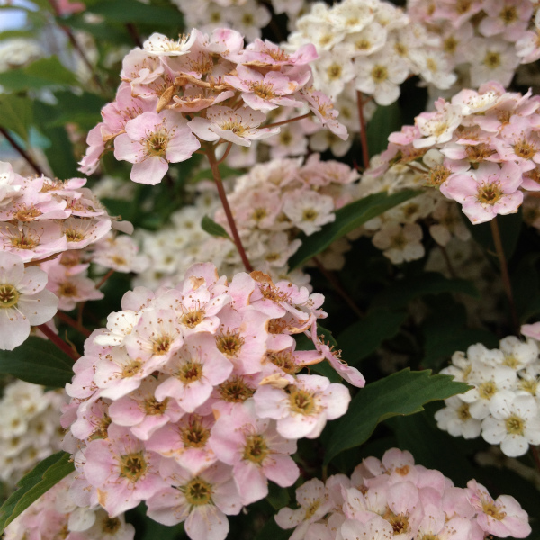 f:id:macchauno:20150602153753j:plain