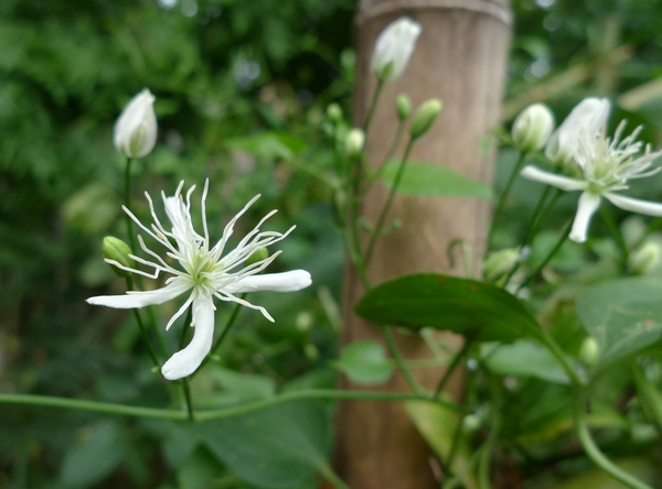 浮遊する虫 - 善福寺公園めぐり