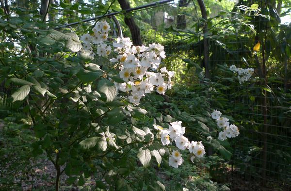 初夏に白い花が多いワケ 善福寺公園めぐり