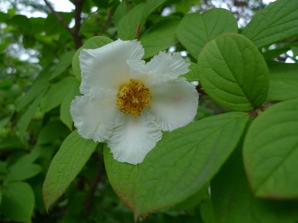 沙羅の花 善福寺公園めぐり 沙羅の花 善福寺公園めぐり