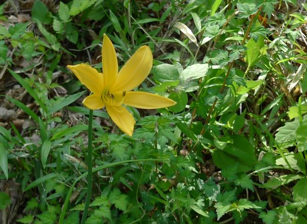 浅間山公園のムサシノキスゲ 善福寺公園めぐり