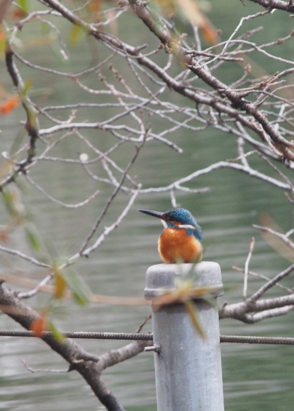 真作/鈴木松年/燕子花翡翠図/カキツバタ/カワセミ//掛軸☆宝船☆AB-