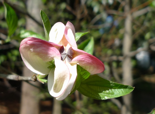 ハナミズキの花は花じゃない問題 善福寺公園めぐり