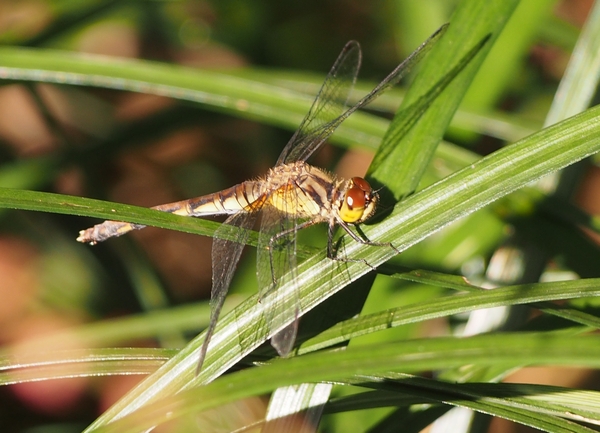 赤トンボの 赤 の効用 善福寺公園めぐり