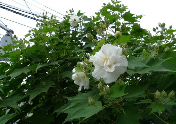 イメージ 3