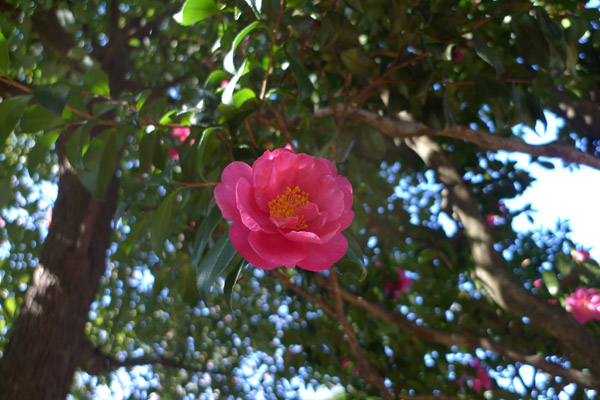 イメージ 2