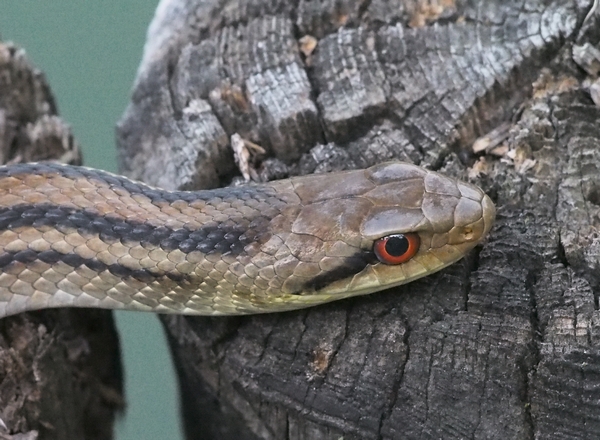 シマヘビ 善福寺公園めぐり