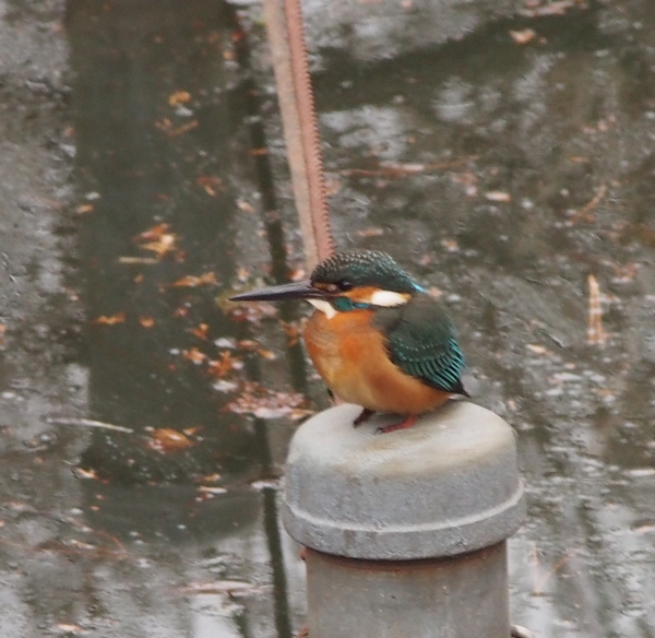 ホシハジロの目が赤いのは 善福寺公園めぐり