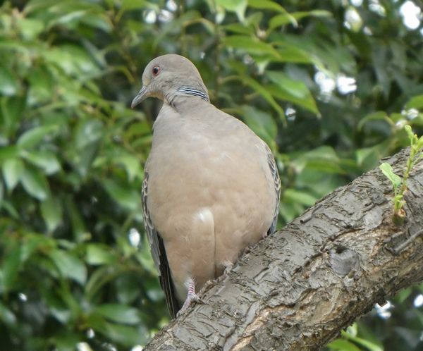 キジバトの語源は? - 善福寺公園めぐり