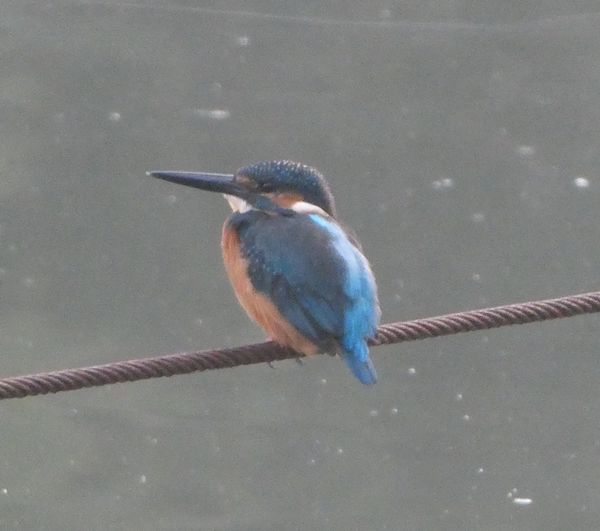 ハチの仲間のルリチュウレンジ 善福寺公園めぐり
