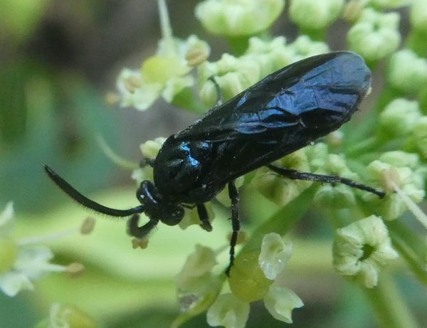 ハチの仲間のルリチュウレンジ 善福寺公園めぐり