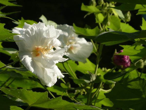 f:id:macchi105:20200821090544j:plain f:id:macchi105:20200821090544j:plain