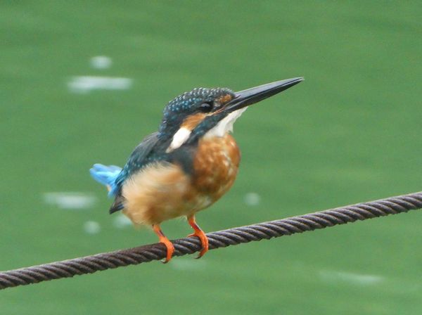 壁に張り付くミョーなクモ - 善福寺公園めぐり