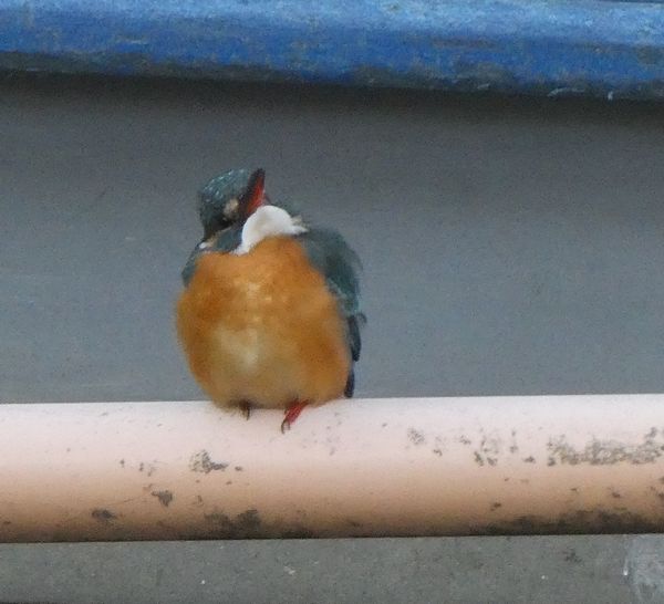 一番かわいいモズ 善福寺公園めぐり