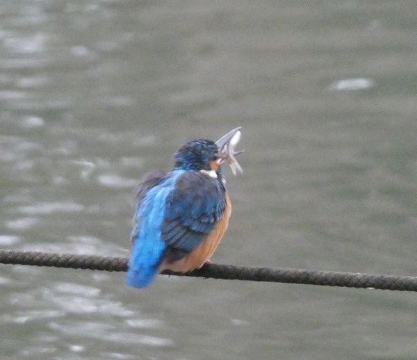 サンシュユの花ほころぶ 善福寺公園めぐり