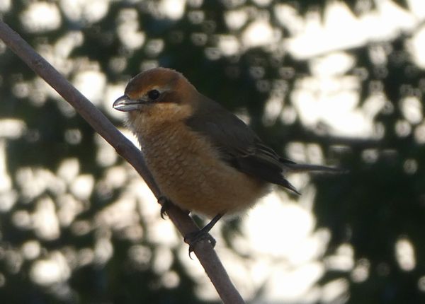 なんてかわいいモズ子 善福寺公園めぐり なんてかわいいモズ子 善福寺公園めぐり