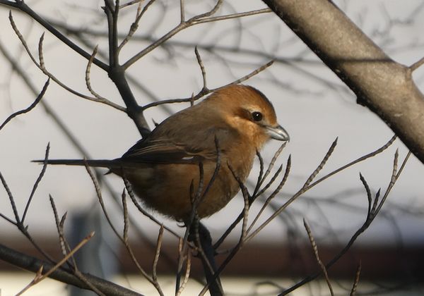 なんてかわいいモズ子 善福寺公園めぐり なんてかわいいモズ子 善福寺公園めぐり