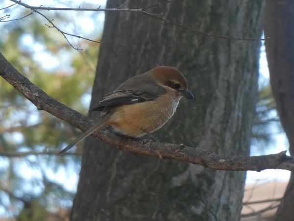 なんてかわいいモズ子 善福寺公園めぐり なんてかわいいモズ子 善福寺公園めぐり