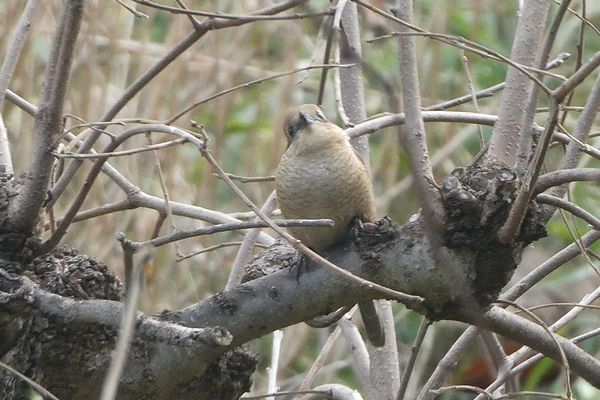 春だ カエルの卵を見つけた 善福寺公園めぐり