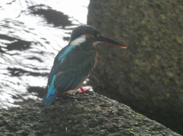 f:id:macchi105:20210720090308j:plain