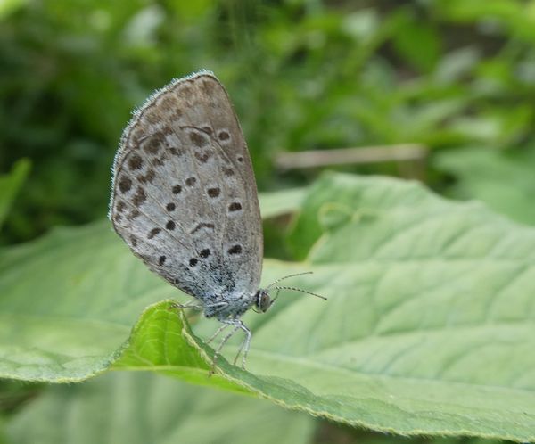 f:id:macchi105:20210720090331j:plain