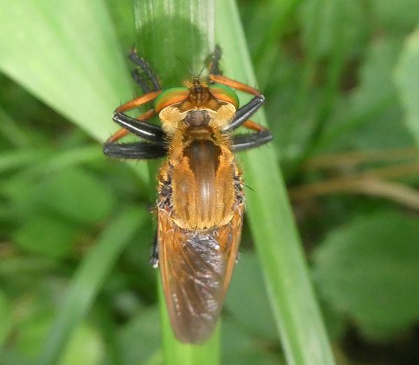 f:id:macchi105:20210720090421j:plain