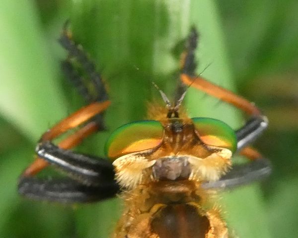 f:id:macchi105:20210720090450j:plain