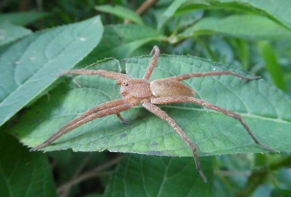 f:id:macchi105:20210720090516j:plain