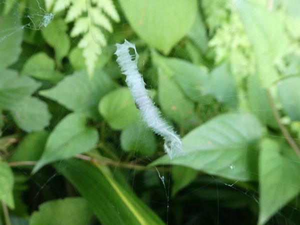 f:id:macchi105:20210720091132j:plain