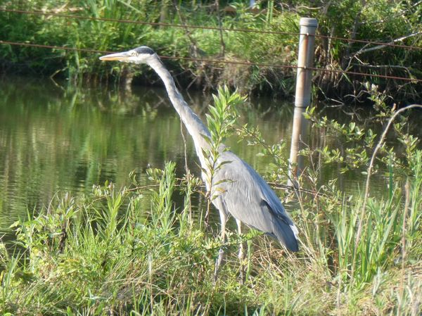 f:id:macchi105:20210720092045j:plain