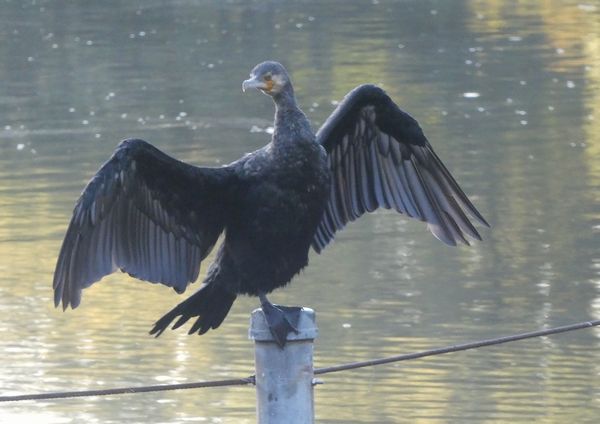 カワウのひょうきん顔 善福寺公園めぐり