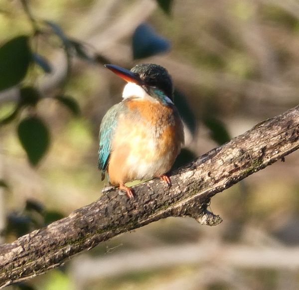 f:id:macchi105:20211205091800j:plain