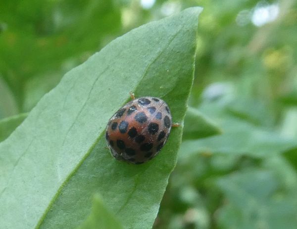 28個の星もつテントウムシダマシ - 善福寺公園めぐり