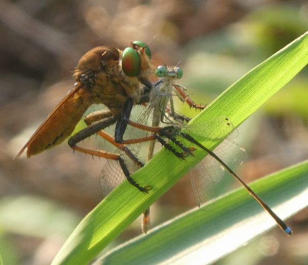 暑さ忘れさせてくれる虫たち - 善福寺公園めぐり