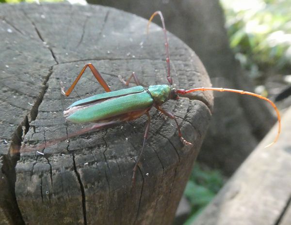 暑さ忘れさせてくれる虫たち - 善福寺公園めぐり