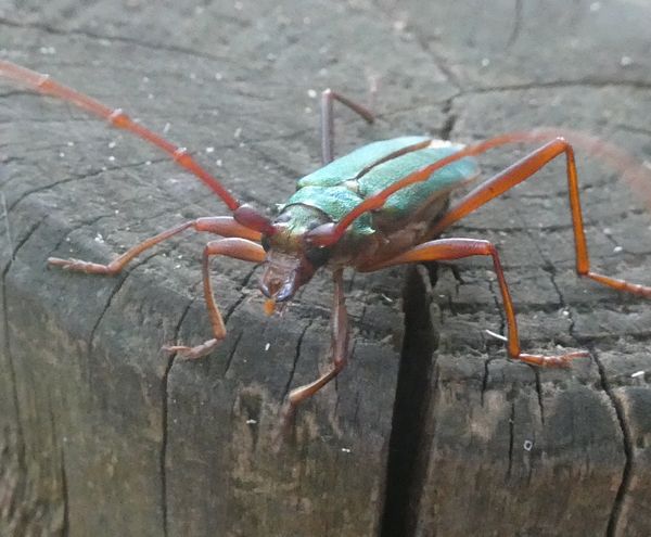 暑さ忘れさせてくれる虫たち - 善福寺公園めぐり