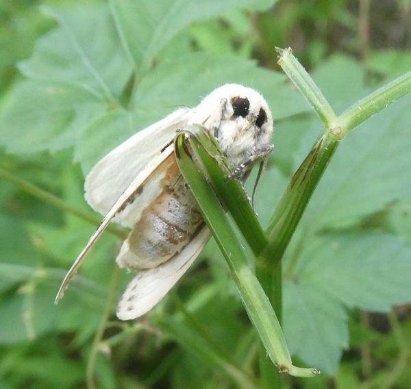 暑さ忘れさせてくれる虫たち - 善福寺公園めぐり