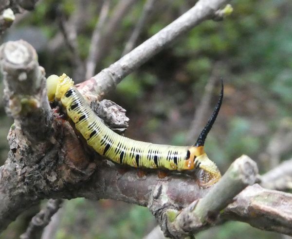 幼虫たちの生き残り戦術 - 善福寺公園めぐり