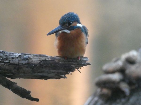 幸せの青い鳥”ルリビタキ - 善福寺公園めぐり