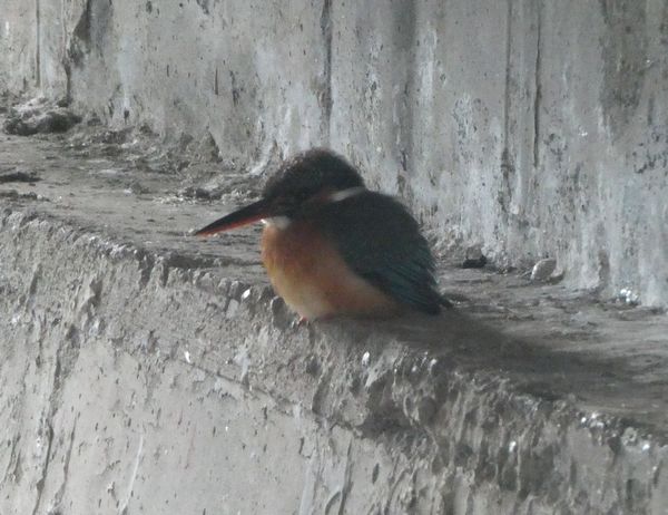 幸せの青い鳥”ルリビタキ - 善福寺公園めぐり