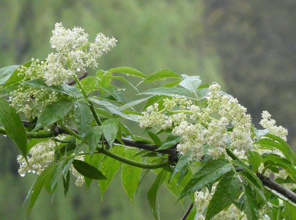 ミツカドネギの茎が三角のワケ - 善福寺公園めぐり